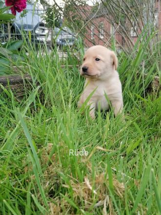 Reinrassige Labrador Welpen