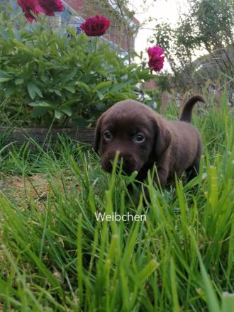 Reinrassige Labrador Welpen