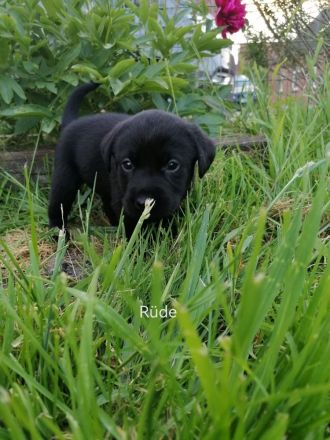 Reinrassige Labrador Welpen