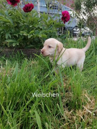Reinrassige Labrador Welpen