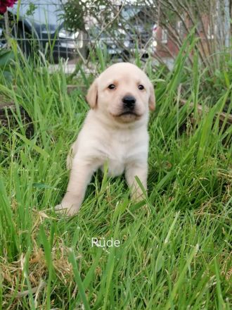 Reinrassige Labrador Welpen