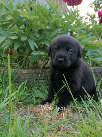Reinrassige Labrador Welpen