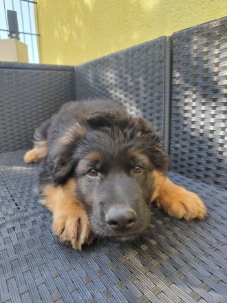 Schäferhunde LSTH vom Bubenheimer Berg