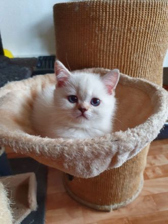 BKH Kitten 12 Wochen, seal silver Point mit blaue Augen