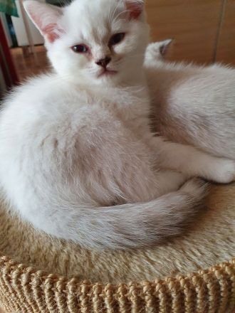 BKH Kitten 12 Wochen, seal silver Point mit blaue Augen