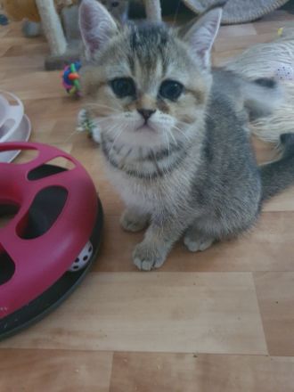 BKH Kitten, reinrassige mit blauen Augen