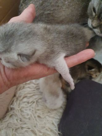 Reinrassige BKH Kitten verschiedenen farben