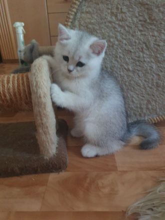 BKH Kitten, reinrassige mit blauen Augen