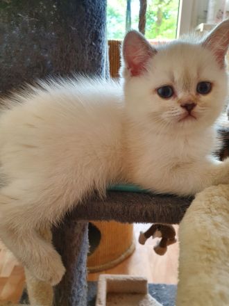 BKH Kitten 12 Wochen, seal silver Point mit blaue Augen