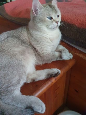 BKH Kitten, reinrassige mit blauen Augen