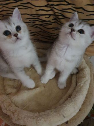 BKH Kitten, reinrassige mit blauen Augen
