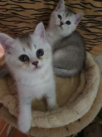 BKH Kitten, reinrassige mit blauen Augen