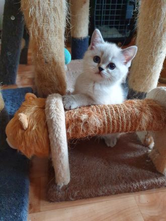 BKH Kitten 12 Wochen, seal silver Point mit blaue Augen