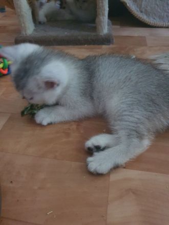 BKH Kitten, reinrassige mit blauen Augen