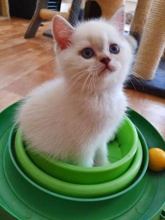 BKH Kitten 12 Wochen, seal silver Point mit blaue Augen
