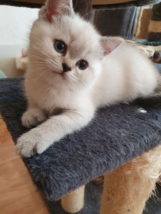 BKH Kitten 12 Wochen, seal silver Point mit blaue Augen