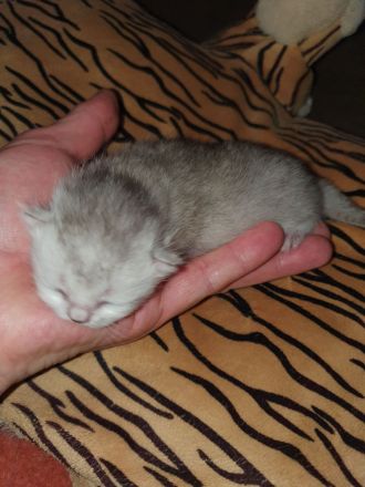 Reinrassige BKH Kitten verschiedenen farben