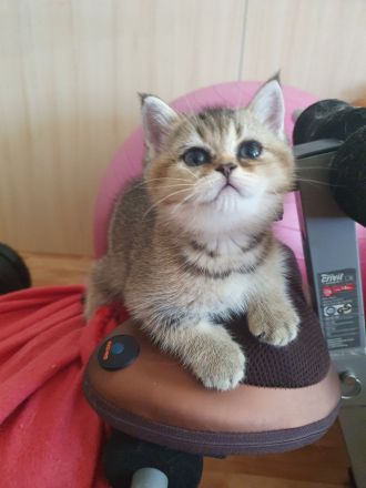 BKH Kitten, reinrassige mit blauen Augen