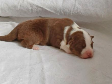 Australian Shepherd Welpen