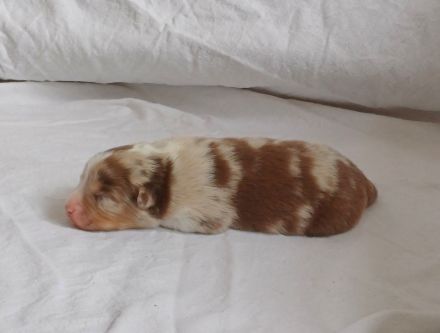 Australian Shepherd Welpen