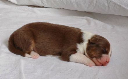 Australian Shepherd Welpen