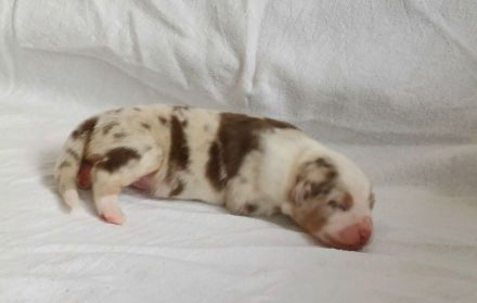 Australian Shepherd Welpen