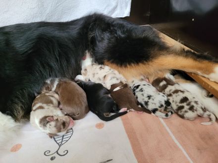 Australian Shepherd Welpen