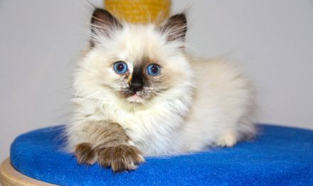 Neva Masquarade Schmusekätzchen