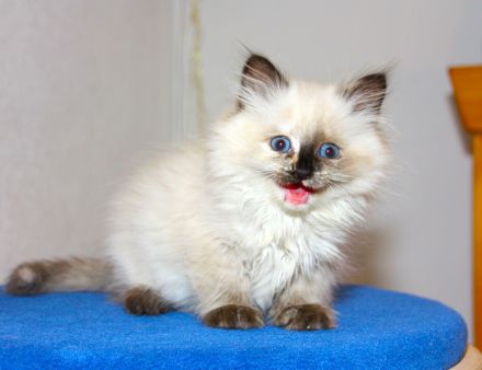 Neva Masquarade Schmusekätzchen