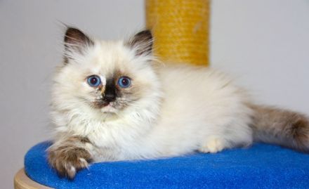 Neva Masquarade Schmusekätzchen