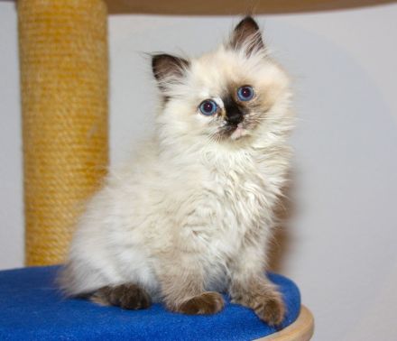 Neva Masquarade Schmusekätzchen