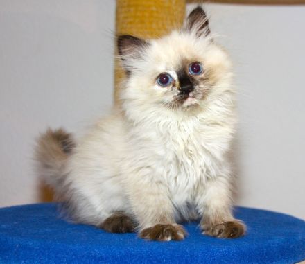 Neva Masquarade Schmusekätzchen