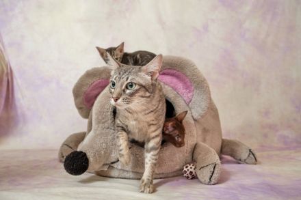 Traditionelle Orientalen und Siamesen / Thaikatzen Kitten