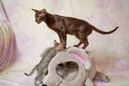 Traditionelle Orientalen und Siamesen / Thaikatzen Kitten