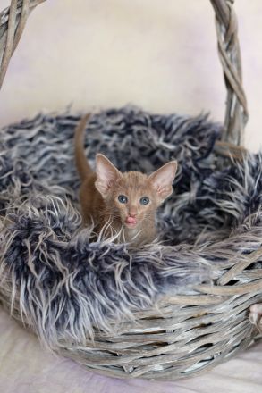 Traditionelle Orientalen und Siamesen / Thaikatzen Kitten