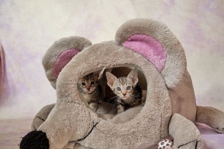 Traditionelle Orientalen und Siamesen / Thaikatzen Kitten