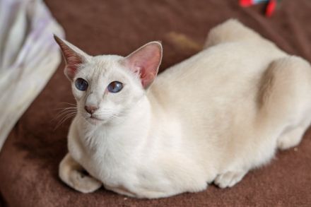 Traditionelle Orientalen und Siamesen / Thaikatzen Kitten
