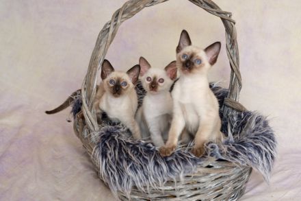 Traditionelle Orientalen und Siamesen / Thaikatzen Kitten