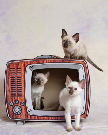 Traditionelle Orientalen und Siamesen / Thaikatzen Kitten