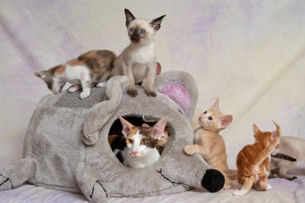 Traditionelle Orientalen und Siamesen / Thaikatzen Kitten