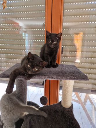 BKH - Siam Mix Kitten