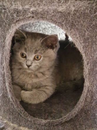 BKH - Siam Mix Kitten