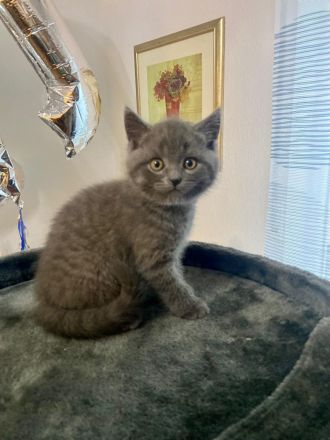 Reinrassige BKH Kitten suchen neues Zuhause