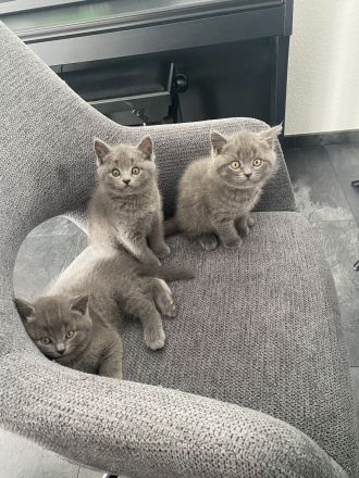 Reinrassige BKH Kitten suchen neues Zuhause