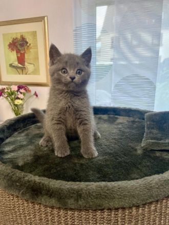 Reinrassige BKH Kitten suchen neues Zuhause