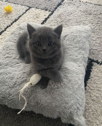 Reinrassige BKH Kitten suchen neues Zuhause