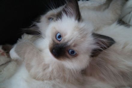 Kitten, Ragdollkitten, Reinrassige Ragdollkitten, Katzen Babys,Kätzchen