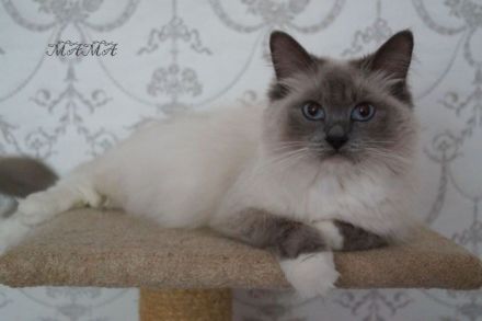 Kitten, Ragdollkitten, Reinrassige Ragdollkitten, Katzen Babys,Kätzchen