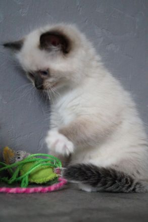 Kitten, Ragdollkitten, Reinrassige Ragdollkitten, Katzen Babys,Kätzchen