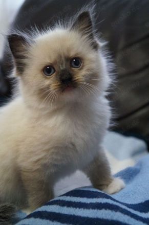 Kitten, Ragdollkitten, Reinrassige Ragdollkitten, Katzen Babys,Kätzchen